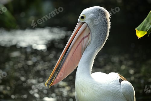 Preview: Close-Up Portrait of Pelican with Long Beak in Natural Habitat