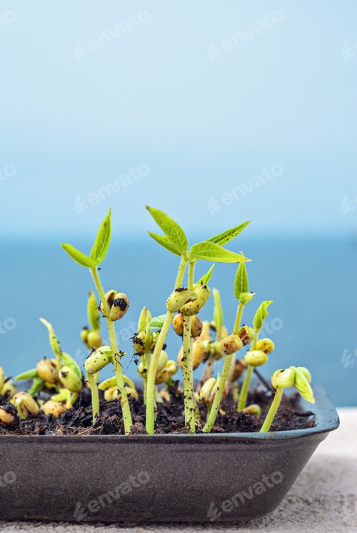 Preview: Closeup of microgreens sprouts rising from soil in seed tray