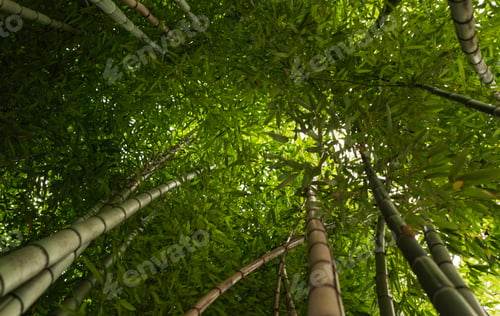Preview: Bambù alberi