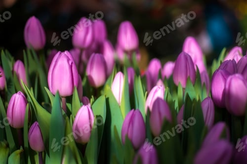 Preview: Glade of pink tulips.Spring flower background