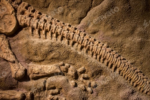Preview: Dinosaur fossil