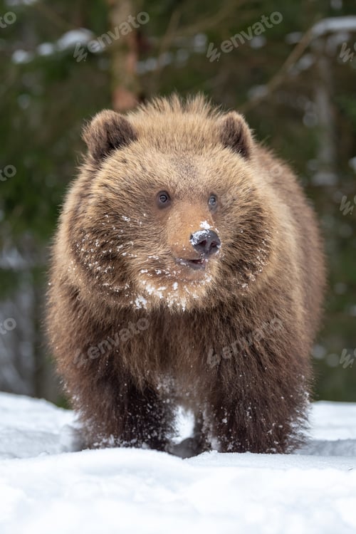 Preview: Wild brown bear cub closeup in forest