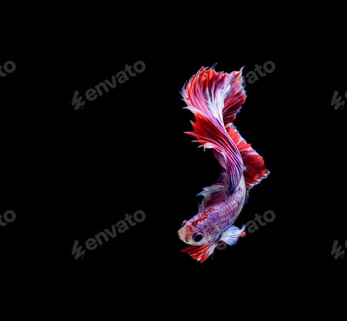 Preview: Betta fish, siamese fighting fish, betta splendens isolated on black background