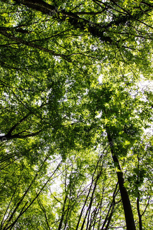 Preview: Alpine trees in Italy