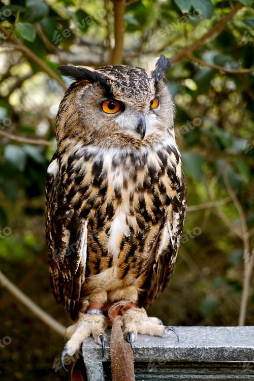 Preview: Eurasian eagle owl falconry portrait with orange eyes and ear tufts