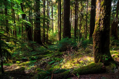 Preview: Olympic National Forest, Olympic National Park Washington