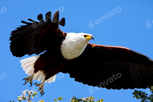 Preview: African Fish Eagle - Botswana