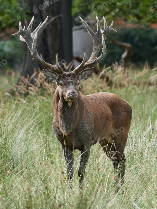 Preview: Red deer (Cervus elaphus)