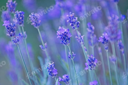 Preview: Lavender Flowers Blooming in a Field