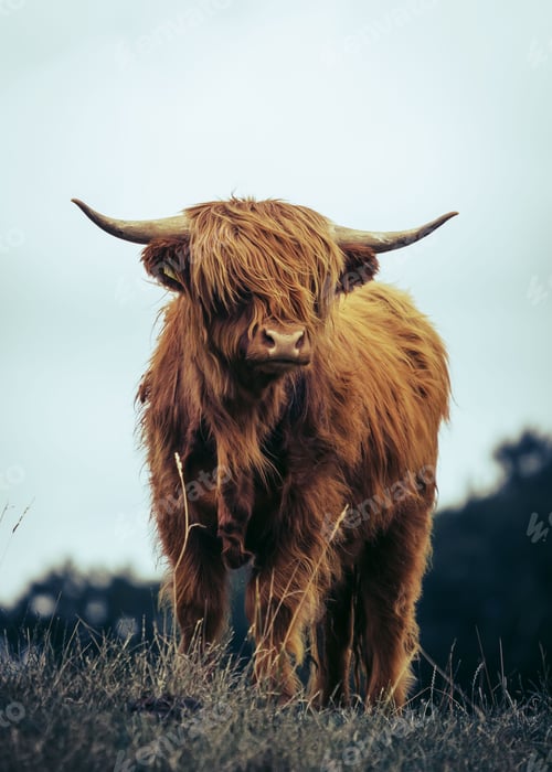 Preview: Highland cow standing in the meadow against the background of the sky.