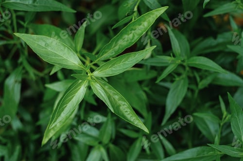 Preview: Kariyat or Andrographis paniculata Thai herbal medicine herbs organic plant leaves