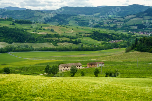 Preview: Vineyards in Oltrepo Pavese, italy, at springtime