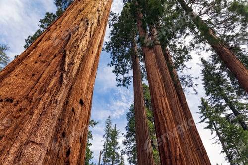 Preview: Giant Sequoias