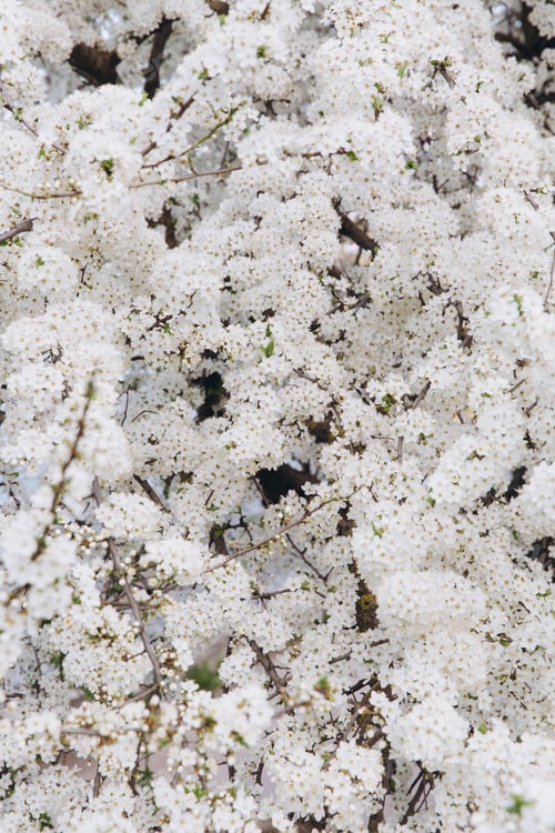 Preview: Spring seasonal background with white flowers, natural easter floral image with copy space