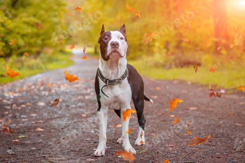 Preview: Dog in the Park on the path