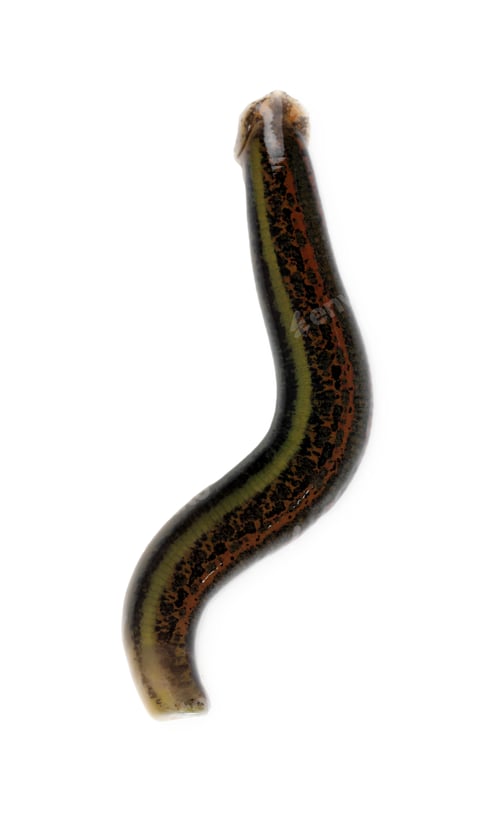 Preview: One medicinal leech isolated on white, top view