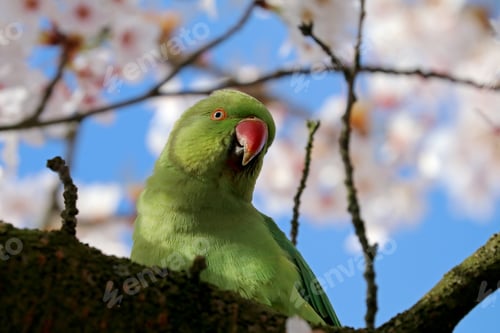 Preview: Rose-ringed parakeet