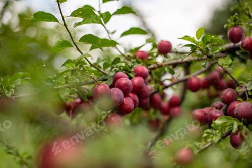 Preview: Sweet and delicious red plums growing on the tree branches
