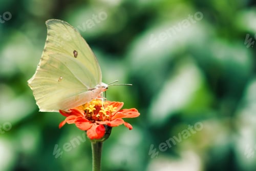 Preview: Butterflies and moths gracefully pollinate flowers