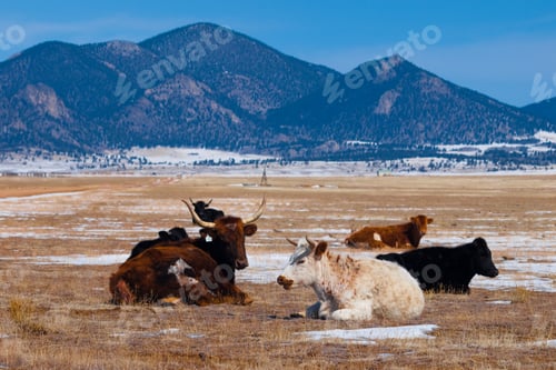 Preview: Cows