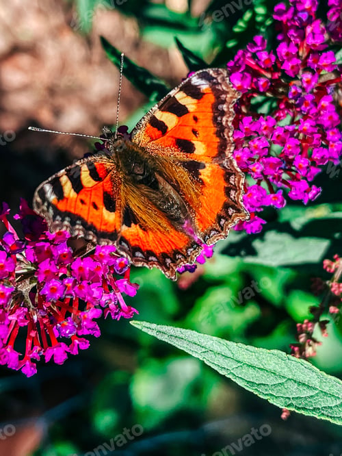 Preview: Butterfly