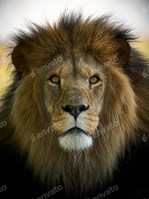 Preview: Lion (Panthera leo)