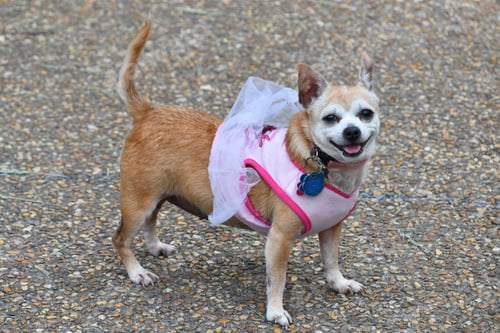 Preview: A happy, funny little dog dressed in a pink tutu with a smile on his face.