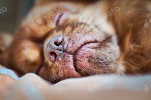Preview: Cute sleeping dog portrait