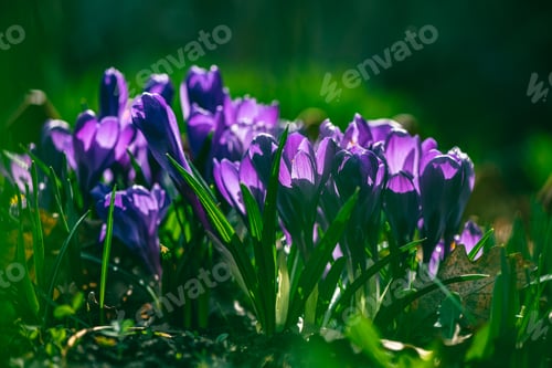 Preview: flowers crocuses in full blossom, purple color, grow on the grass