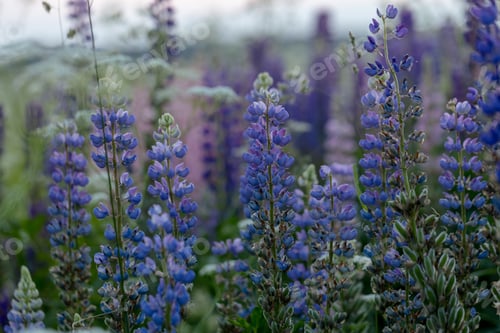 Preview: Lupine flowers in a foggy field during sunset in the Moscow region