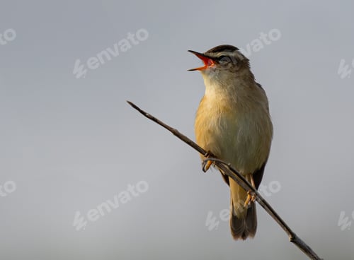Preview: a sedge warbler bird is sitting on a branch in the sun and singing