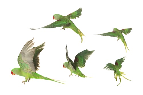 Preview: Beautiful green parrot isolated on white, collage of photos