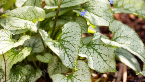 Preview: Close up View of Colorful Green Leafs in garden. Deer Lake Park.