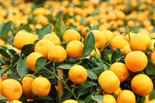 Preview: Mandarin for Chinese New Year