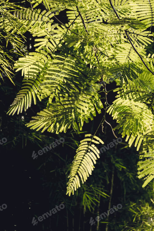 Preview: Close-up of Leaves of The Flame tree. Green leaf background concept. Natural environment wallpaper.