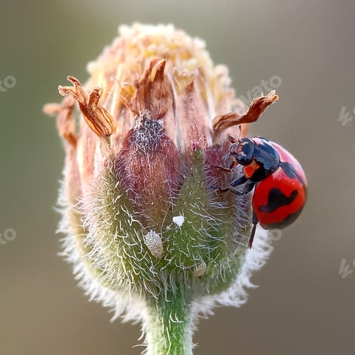 Preview: Ladybug