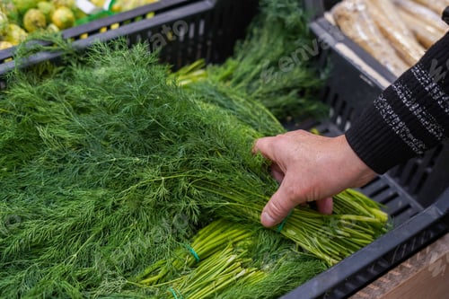 Preview: green fresh dill in a woman's hand in a store