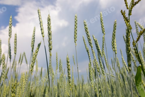 Preview: Golden yellow green spikelets of ripe wheat in field on blue sky background. Panoramic view of beaut