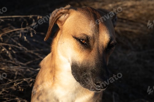 Preview: Closeup shot of black mouth cur dog on blurred background