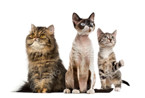 Preview: Group of cats sitting, isolated on white