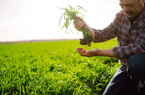 Preview: Young Green wheat seedlings in the hands of a farmer. Checking wheat field progress.