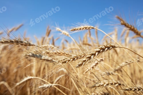 Preview: Gold wheat field. The idea of a rich harvest. Agriculture farm.