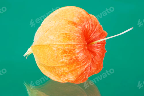 Preview: Chinese lantern lily