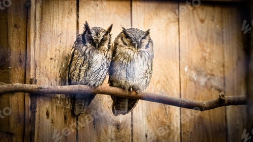 Preview: two Southern white-faced owl sitting on a tree branch