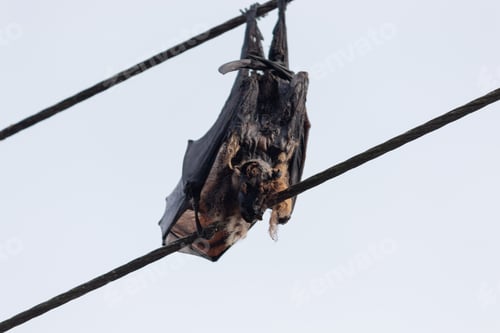 Preview: Bat electrocuted dead hanging in electric wires