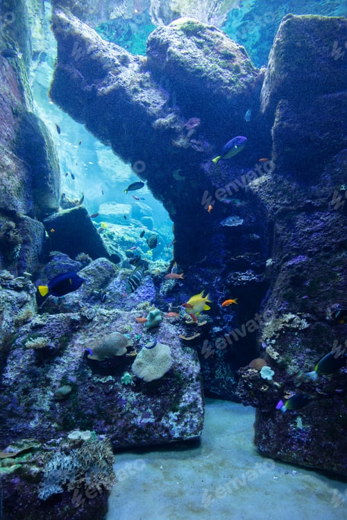 Preview: Underwater coral reef and fish