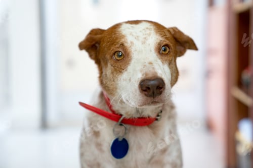 Preview: Focused Brown and White Mix-Breed Dog with Red Collar