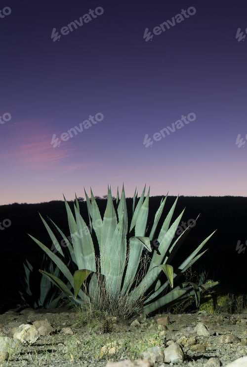 Preview: Maguey or American agave with beautiful sunset and spice on top for commercial text