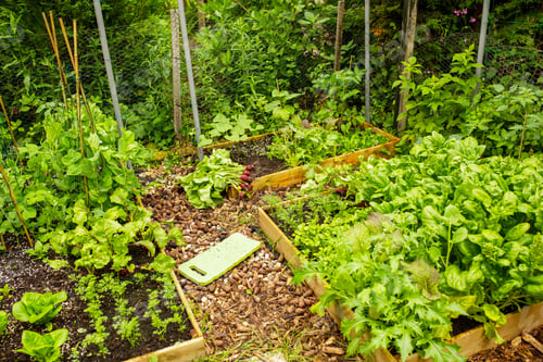 Preview: vegetable garden with raised beds