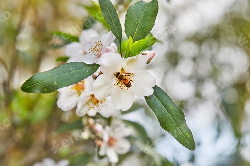 Preview: Almond flowers closeup. Flowering branches of an almond tree in an orchard.